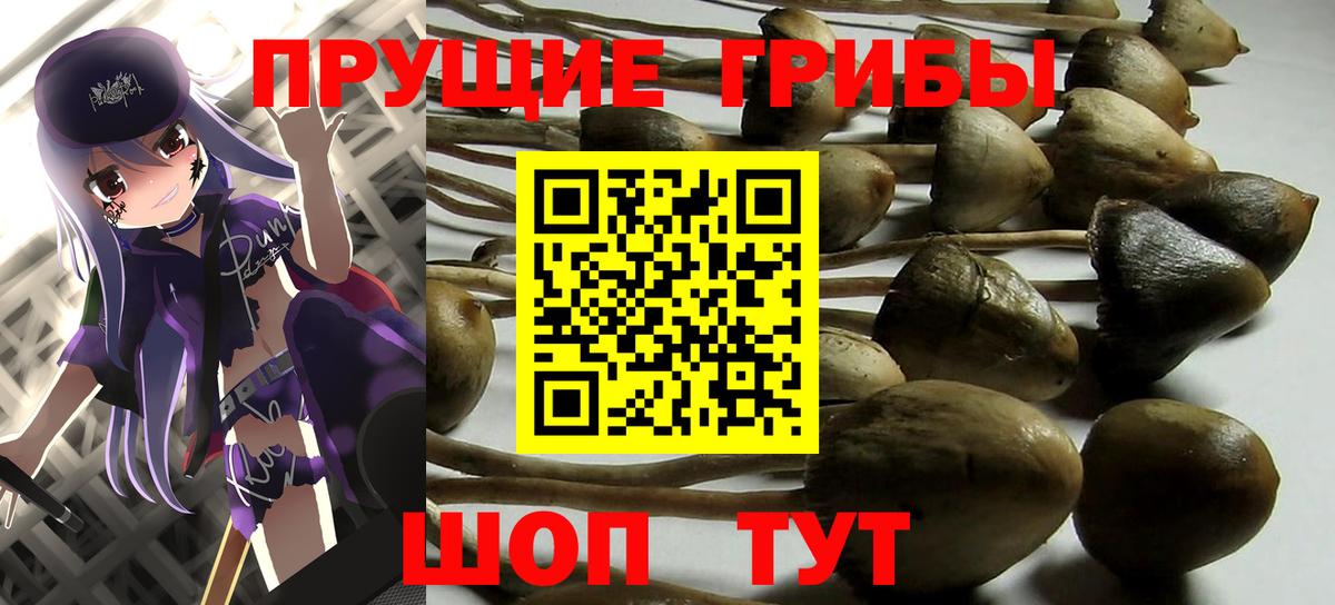 Псилоцибиновые грибы Psilocybe Бахчисарай
